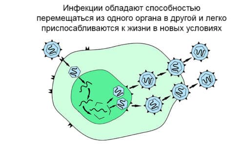 Проникнуть в предстательную железу возбудители воспалительного процесса могут из любого органа