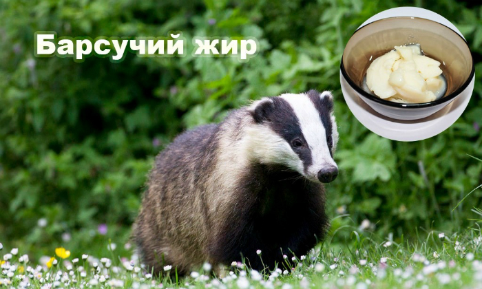 Барсучий жир для повышения потенции